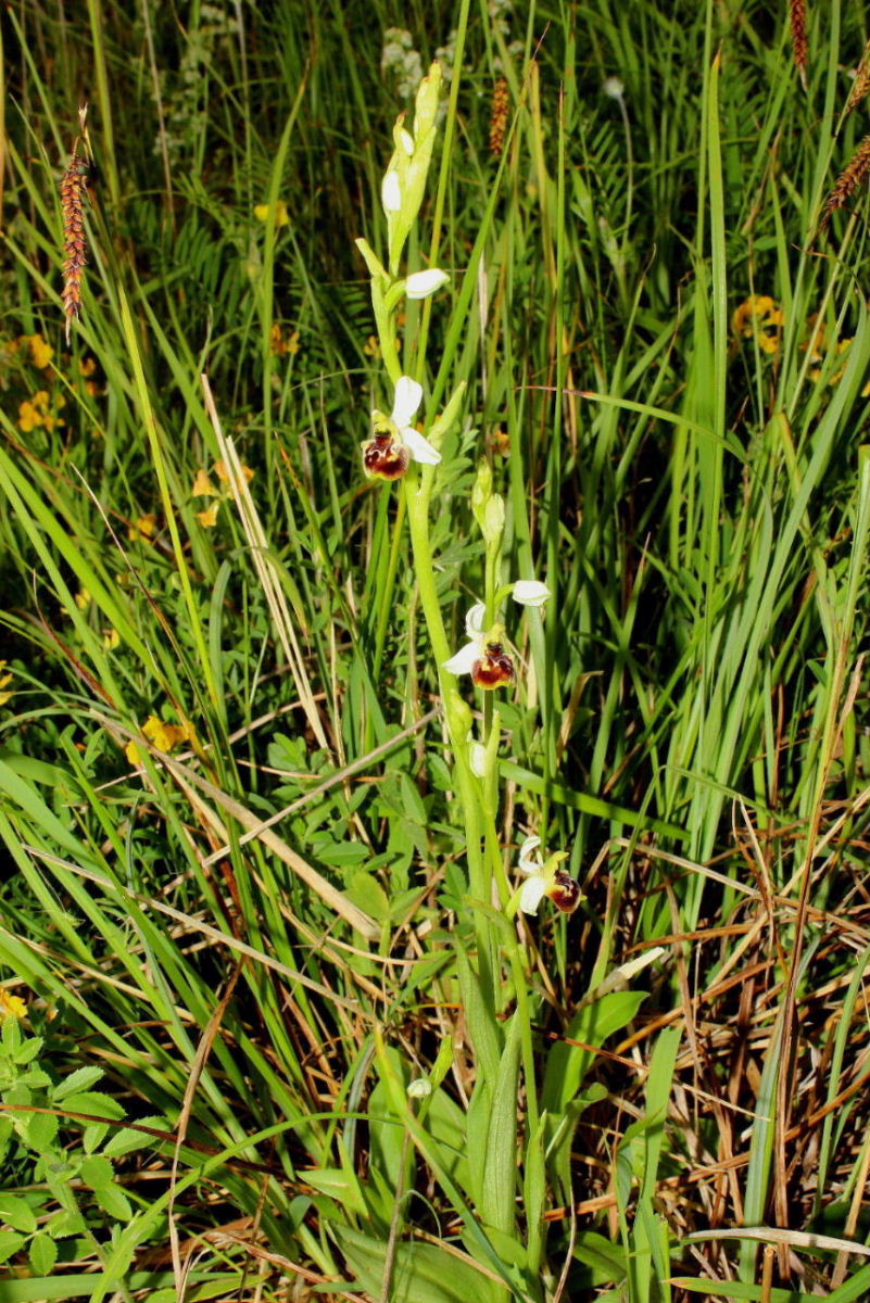 Ophrys tetraloniae